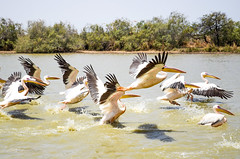 Photo de Grippe aviaire au parc de Diawling  : Des dizaines de Pélicans périssent à cause du virus  H5N1